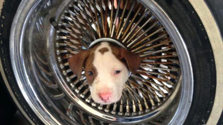 What To Do When A Puppy Gets Stuck In Your Car's Wheel